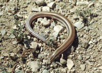 : Ophiomorus nuchalis; Plateau Snake Skink