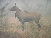 ...Nilgai, Blue Bull (Boselaphus tragocamelus) 2004. december 29. Bharatpur, Keoladeo Ghana Nationa