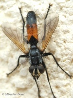 Cylindromyia brassicaria