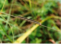 Melanchra pisi - Broom Moth
