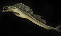 Alepisaurus ferox, Longnose lancetfish: