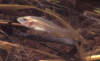 Centropomus mexicanus, Guianan snook: fisheries, gamefish