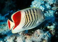 Chaetodon paucifasciatus, Eritrean butterflyfish: aquarium