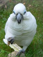 Cacatua ophthalmica - Blue-eyed Cockatoo