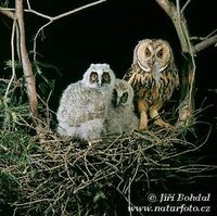 Asio otus - Long-eared Owl
