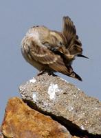 Image of: Petronia petronia (rock sparrow)