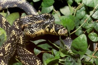 Spilotes pullatus - Oriole Snake