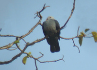 Andaman Wood Pigeon - Columba palumboides