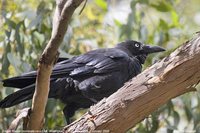 Forest Raven - Corvus tasmanicus
