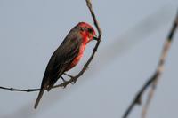 Vermilion  flycatcher   -   Pyrocephalus  rubinus   -