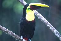 Chestnut-mandibled Toucan. Photo by Barry Ulman. All rights reserved.