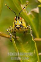 Elegant grasshopper stock photo