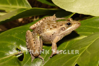 : Ptychadena mascareniensis mascareniensis; Mascarene Ridged Frog