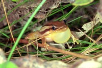 : Scinax squalirostris