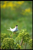 : Sterna paradisaea; Arctic Tern