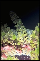 : Alicia costae; Stinging Anemone