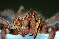 : Phoneutria nigriventris; Brazilian Wandering Spider
