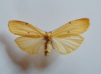 Lithosia quadra - Four-spotted Footman