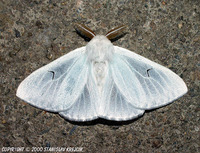 Arctornis l-nigrum - Black V Moth