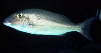 Lethrinus rubrioperculatus, Spotcheek emperor: fisheries