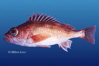Sebastes saxicola, Stripetail rockfish: fisheries, gamefish