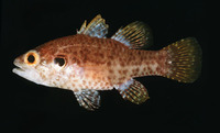 Fowleria variegata, Variegated cardinalfish: