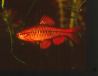 Puntius titteya, Cherry barb: aquarium