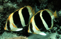 Chaetodon tricinctus, Three-striped butterflyfish: aquarium
