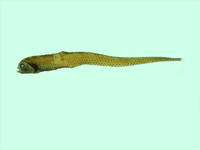 Triplophos hemingi, :