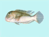 Choerodon cephalotes, Purple tuskfish: fisheries