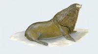 Image of: Callorhinus ursinus (northern fur seal)