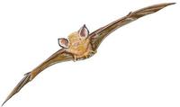Image of: Chilonatalus tumidifrons (Bahamian lesser funnel-eared bat)