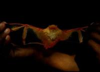 Image of: Kerivoula picta (painted bat)