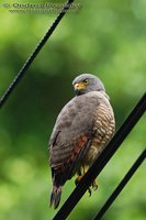 Buteo magnirostris - Roadside Hawk