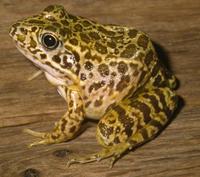 Image of: Rana areolata (crawfish frog)