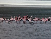 Lesser Flamingo - Phoenicopterus minor