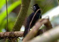Sooty Antbird - Myrmeciza fortis