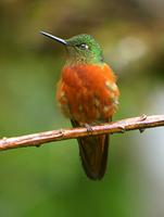 Chestnut-breasted Coronet (Nick Athanas)