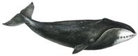 Grönlandwal (Balaena mysticetus) Bowhead whale