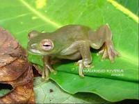 : Hyloscirtus palmeri; Palmer's Treefrog