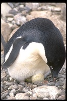 : Pygoscelis adeliae; Adelie Penguin