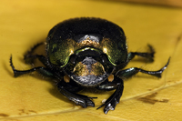 : Phanaeus vindex; Rainbow Scarab Beetle