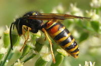 Vespula rufa - Red wasp