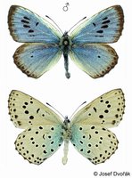 Maculinea arion - Large Blue
