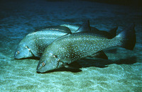 Umbrina cirrosa, Shi drum: fisheries, gamefish