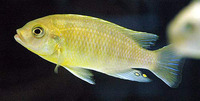 Petrotilapia genalutea, : aquarium
