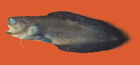 Stygnobrotula latebricola, Black widow: