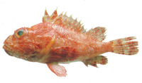 Scorpaena dispar, Hunchback scorpionfish: