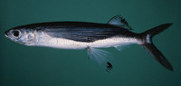Cheilopogon suttoni, Sutton's flyingfish: fisheries