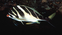 Goniistius zebra, Redlip morwong: fisheries